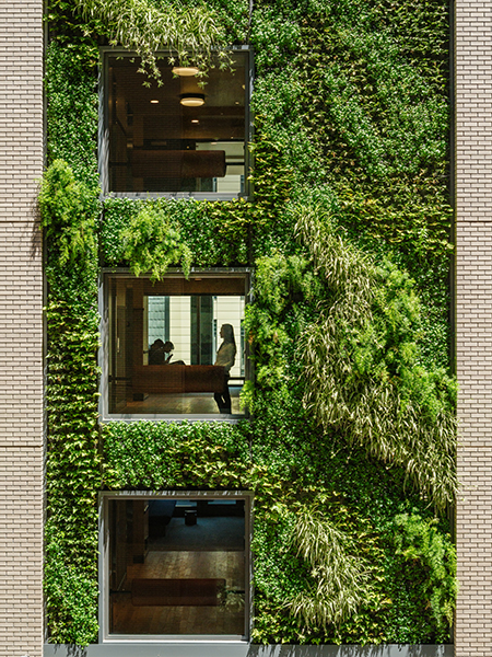 A living wall in the interior courtyard of Anchor House rises 12 stories and is a carpet of lush, green plants. Students can be seen in the windows next to the wall.