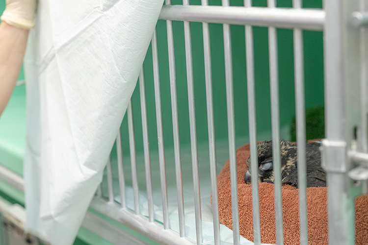 Nox the young falcon from Berkeley who was injured in early July 2024 rests in a holding cage at the UC Davis Veterinary Hospital. He's lying on an orange towel and the cage is painted white.