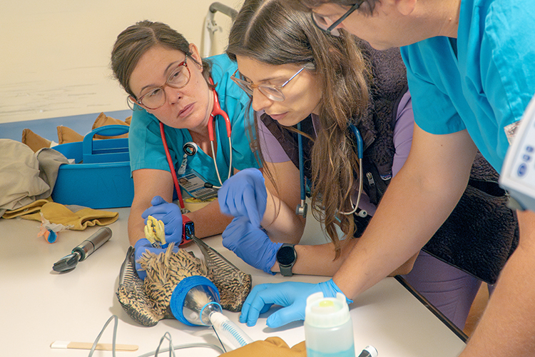 Three medical specialists at UC Davis Veterinary Hospital examine UC Berkeley's youngest falcon, Nox, before his surgery. Nox is lying on a table and they are bent over him and talking