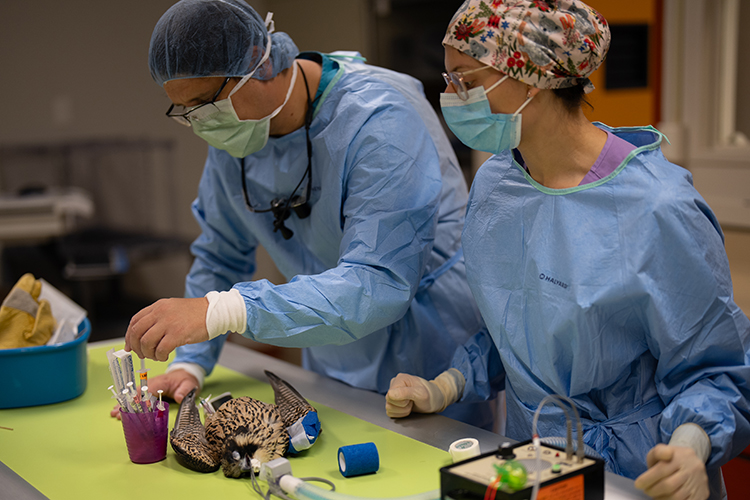 Two doctors from UC Davis Veterinary Hospital, wearing surgical garb, prepare Nox, one of UC Berkeley's young falcons, for a post-surgery X-ray. The bird has a tube in his mouth and one of the doctors is reaching for a syringe.