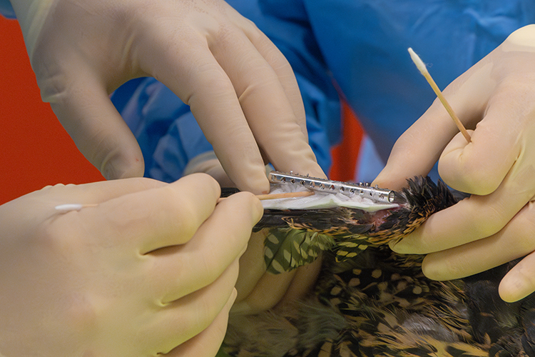 A piece of metal called an external skeletal fixator is being held next to Nox the falcon's wing, where it will be attached externally by pins.