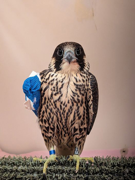 Nox, a young peregrine falcon who hatched at Berkeley in spring 2024, looks straight ahead with his right wing in a bright blue bandage. He broke it and had surgery at UC Davis.