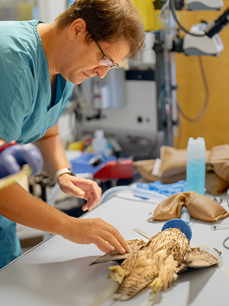 A UC Davis veterinary doctor examines the broken wing of Nox, one of UC Berkeley's young falcons. Nox is lying on a table at Davis' veterinary hospital and the doctor has his fingers lightly touching the injury. 