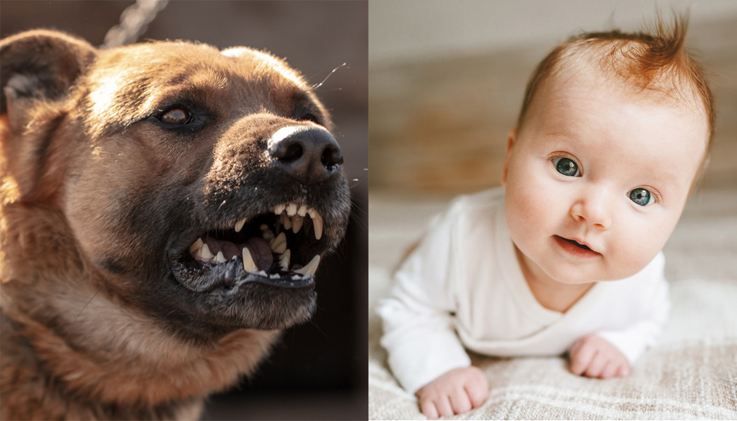 closeup of the face of a snarling dog and a cute, red-headed baby with adorable blue eyes