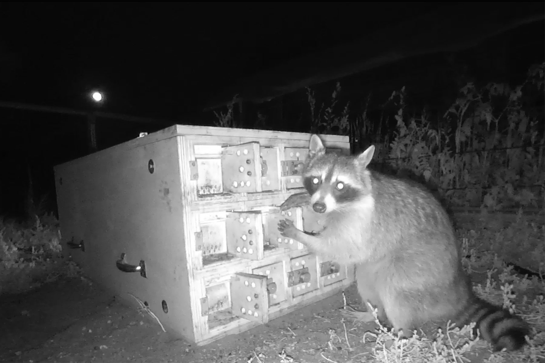 A black and white camera trap photo shows a raccoon opening the door of a puzzle box.