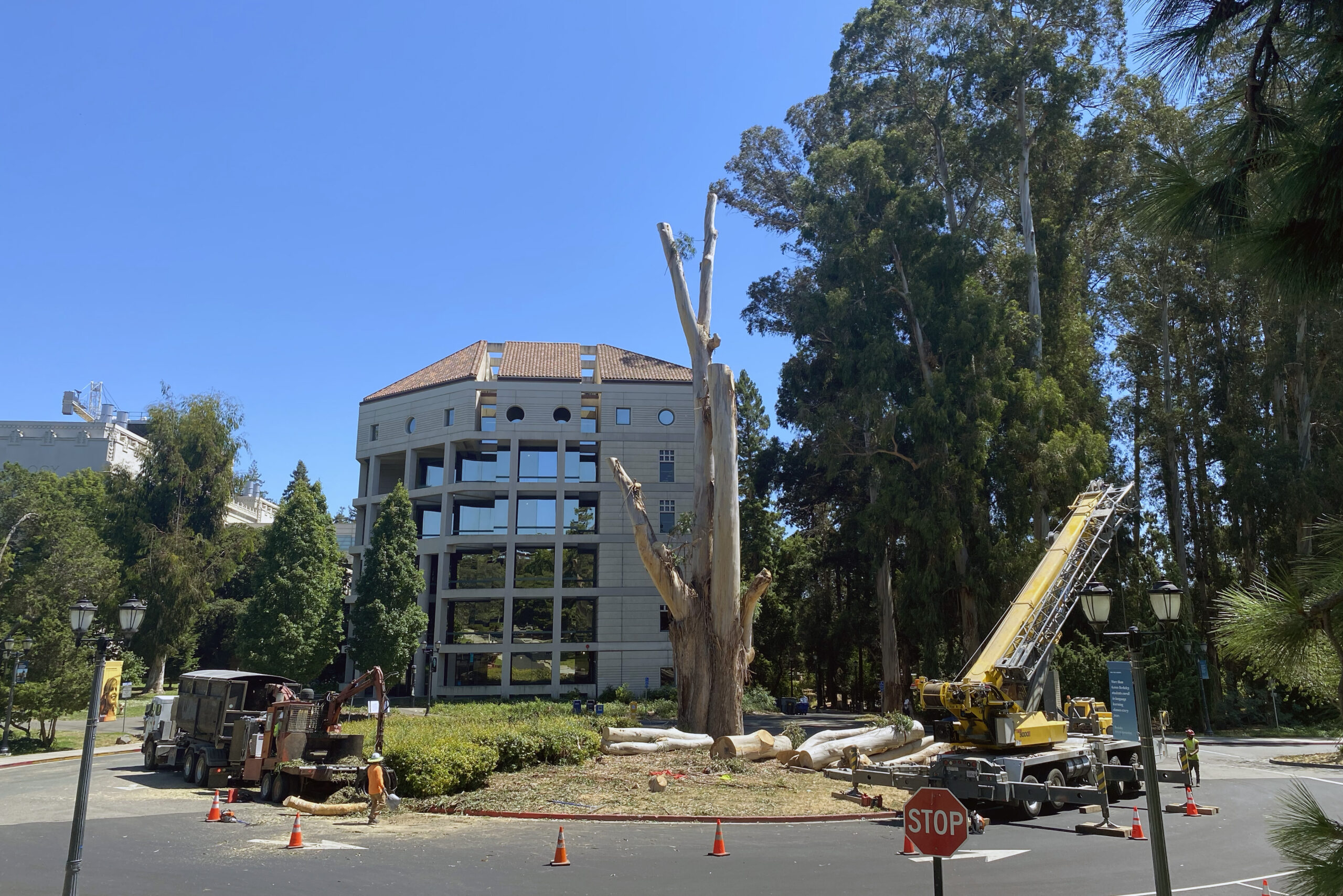 A large tree is being removed in front of a multi-story building. The tree trunk has been cut down significantly, and there are several large logs lying on the ground. Construction equipment and workers are on-site, with a crane positioned nearby. Orange safety cones and a stop sign are visible, indicating an active work zone.