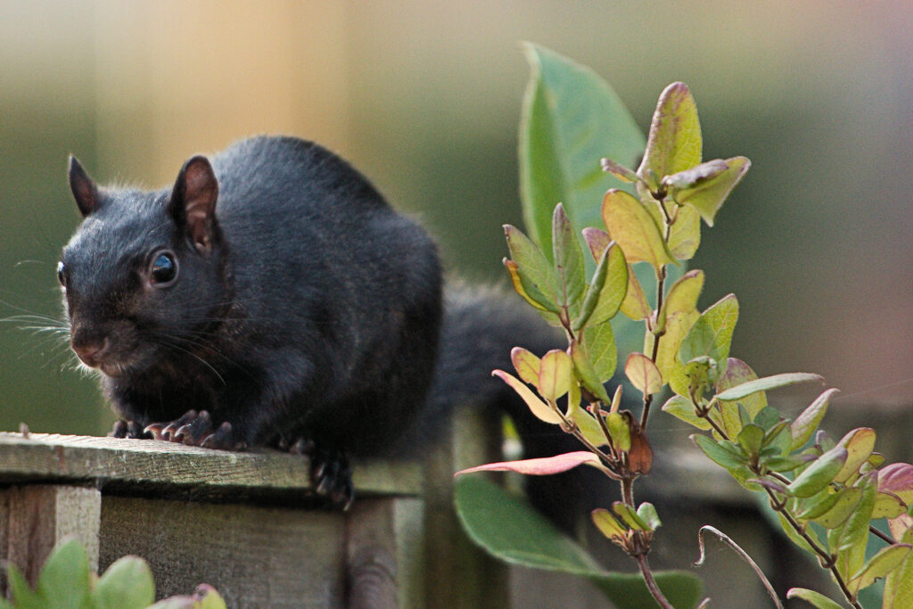 A black squirrel sits on a fence post next to a plant.