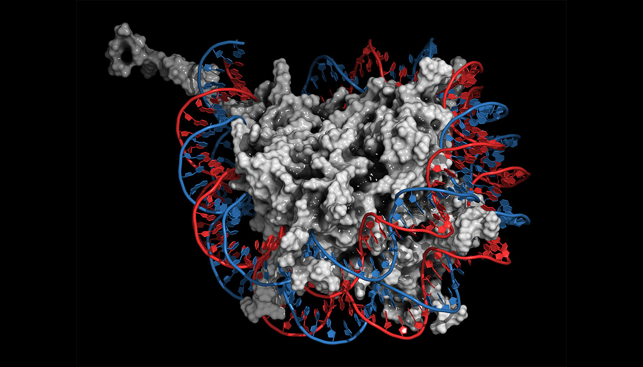 a lumpy gray model of proteins wrapped by blue and red DNA strands