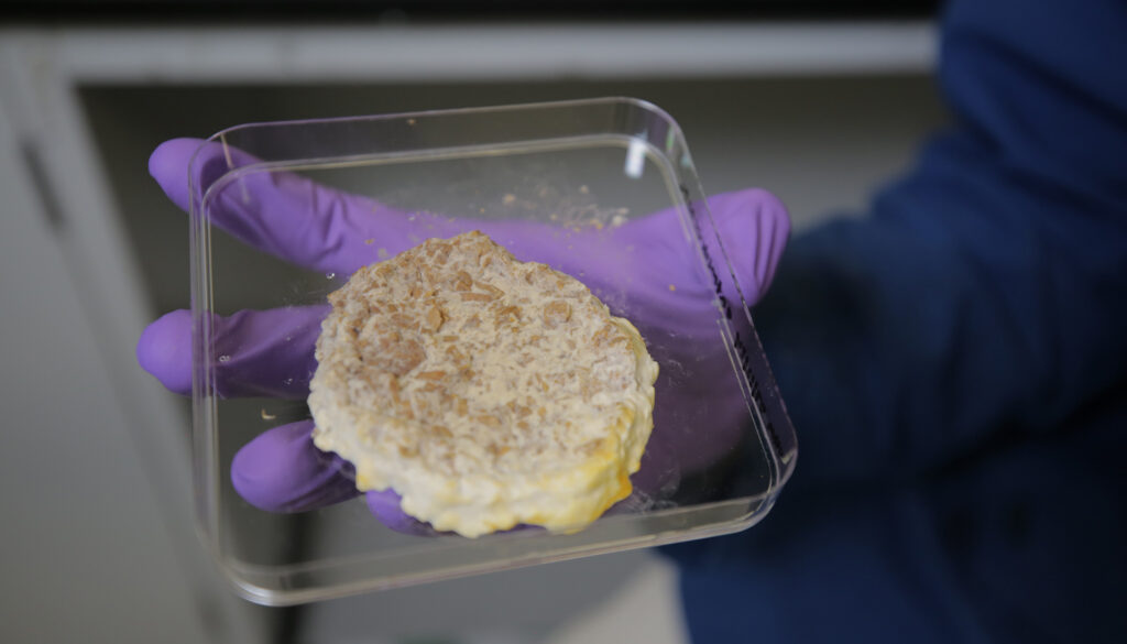 a purple-gloved hand holding a tray containing a moldy patty