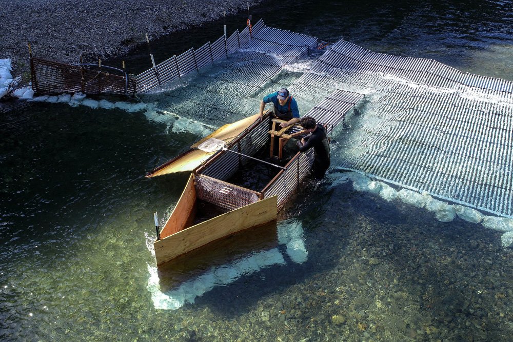 Two individuals inspect a wooden structure in the middle of the weir.