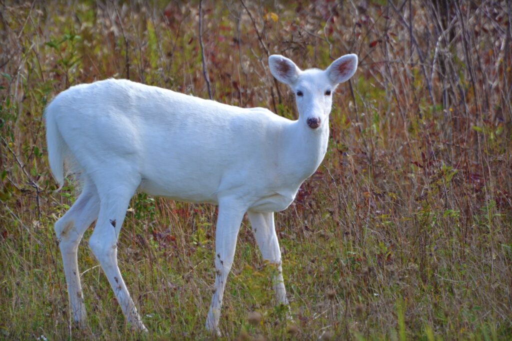 A white deer gazes at the camera through the undergrowth.