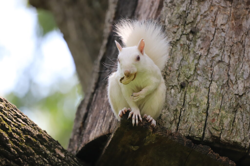 A white squirrel sits on a tree trunk with a peanut in its mouth.