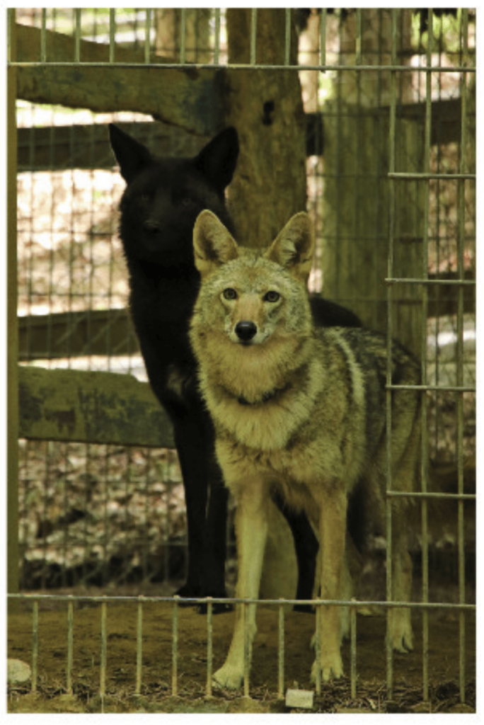 Two coyotes, one black and one grey, stand near the entrance to an enclosure. 