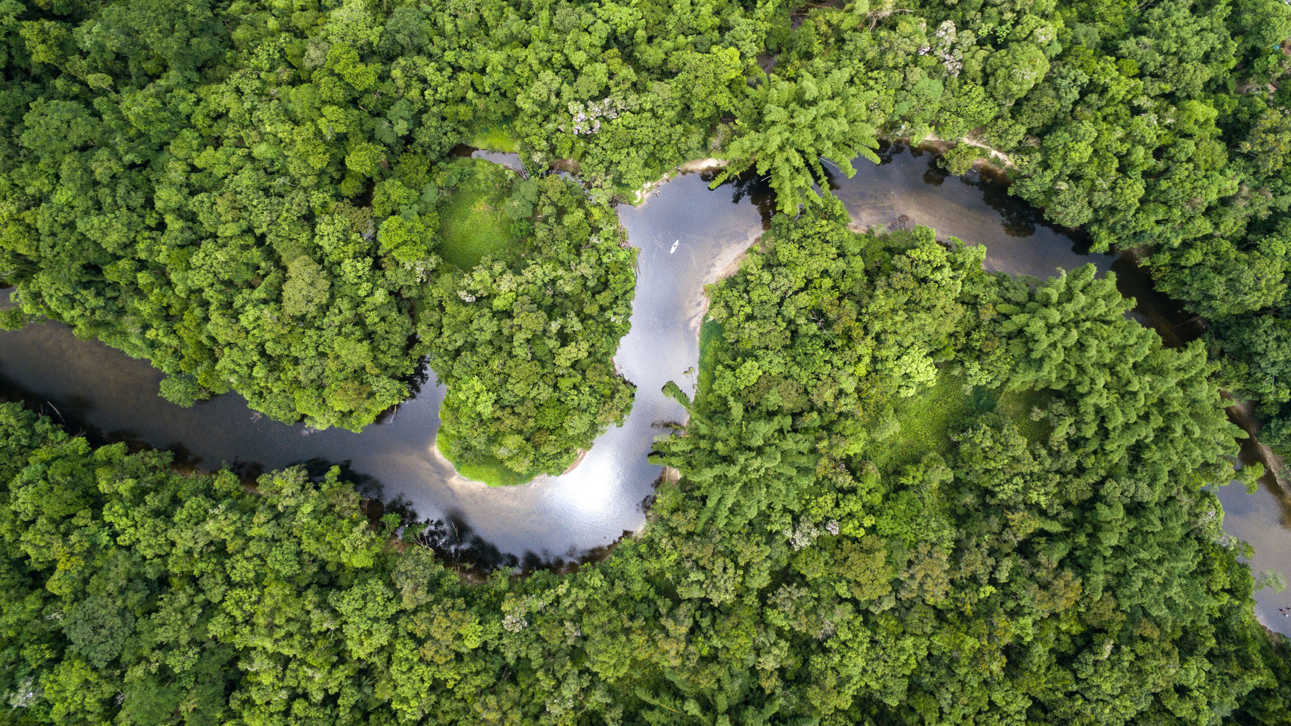 This aerial view showcases a lush, dense tropical rainforest with a winding river meandering through it, creating a beautiful contrast between the vibrant green foliage and the dark, reflective water. The river's curves and the varied shades of green in the trees add a sense of depth and natural beauty to the scene, capturing the rich biodiversity and untouched nature of the forest.