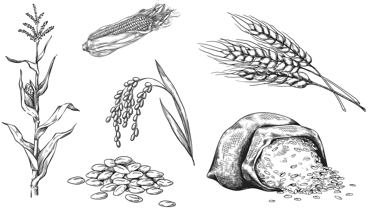 outline sketches of grains: corn, wheat and rice