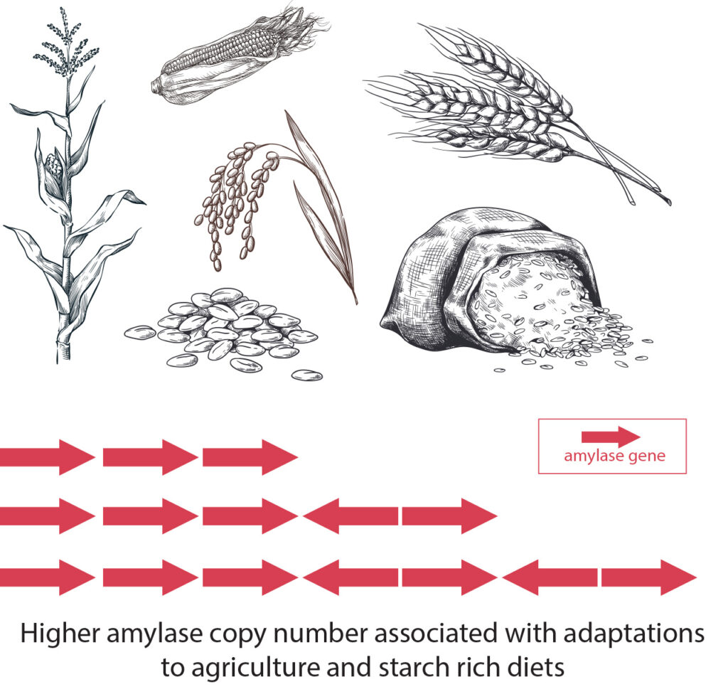 pencil sketches of grains - corn, wheat, rice - with sets of red arrows below