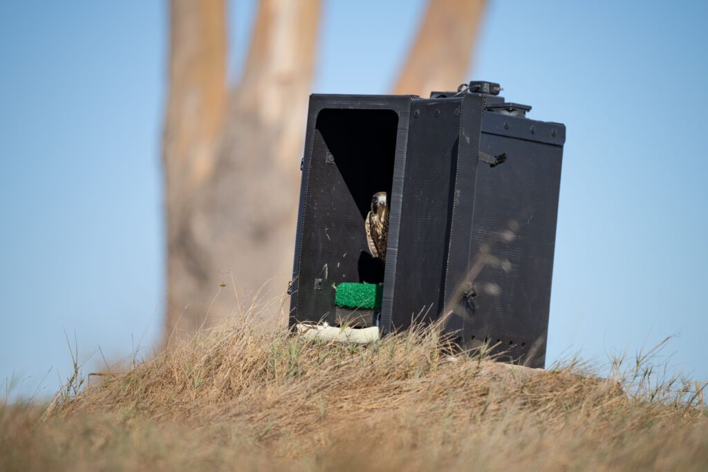 Nox the falcon sits in a black release box with the door open, peering out at the landscape of an East Bay shoreline park and contemplating flying off into the distance.