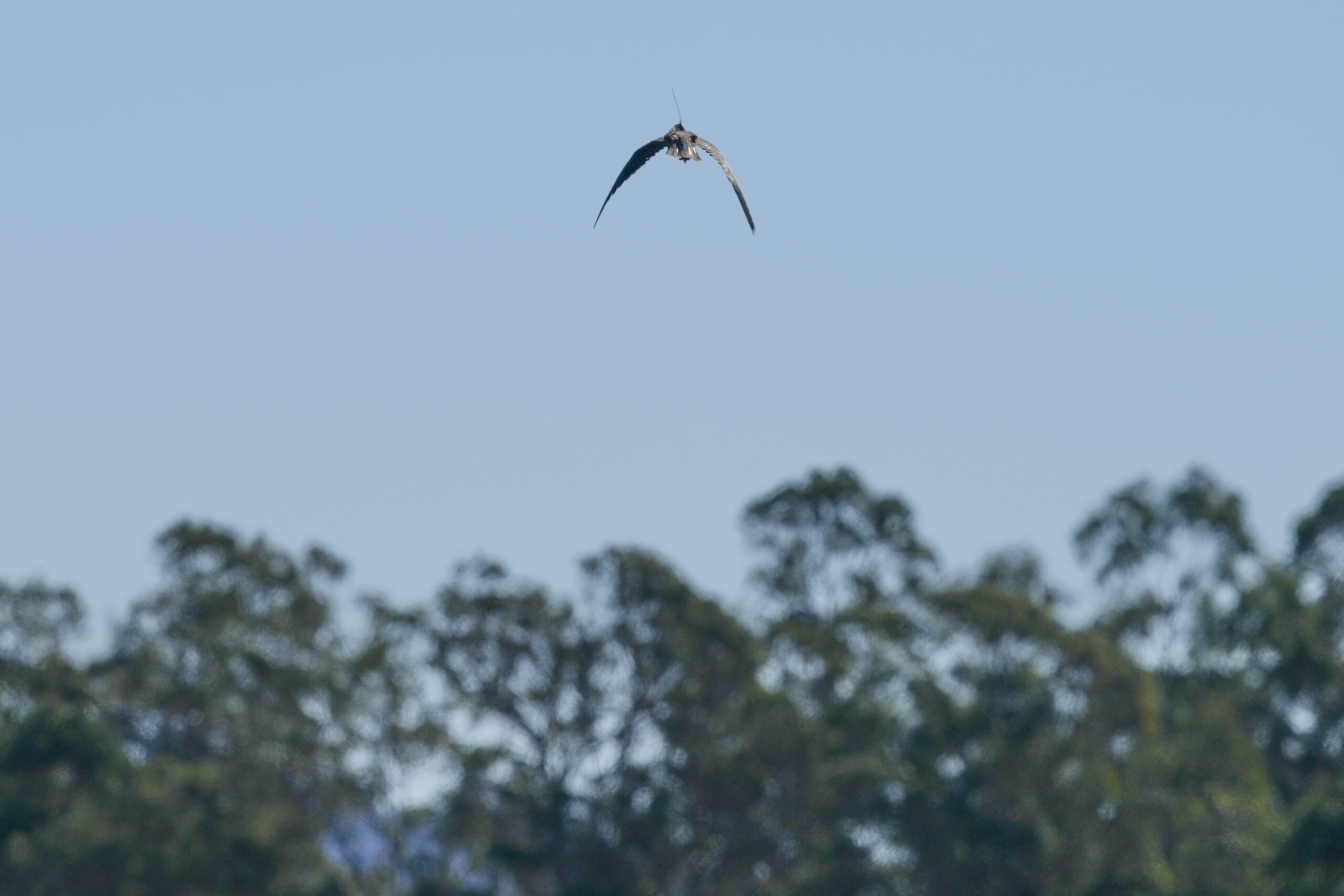 Nox the falcon flies toward a grove of eucalyptus trees in an East Bay shoreline park.