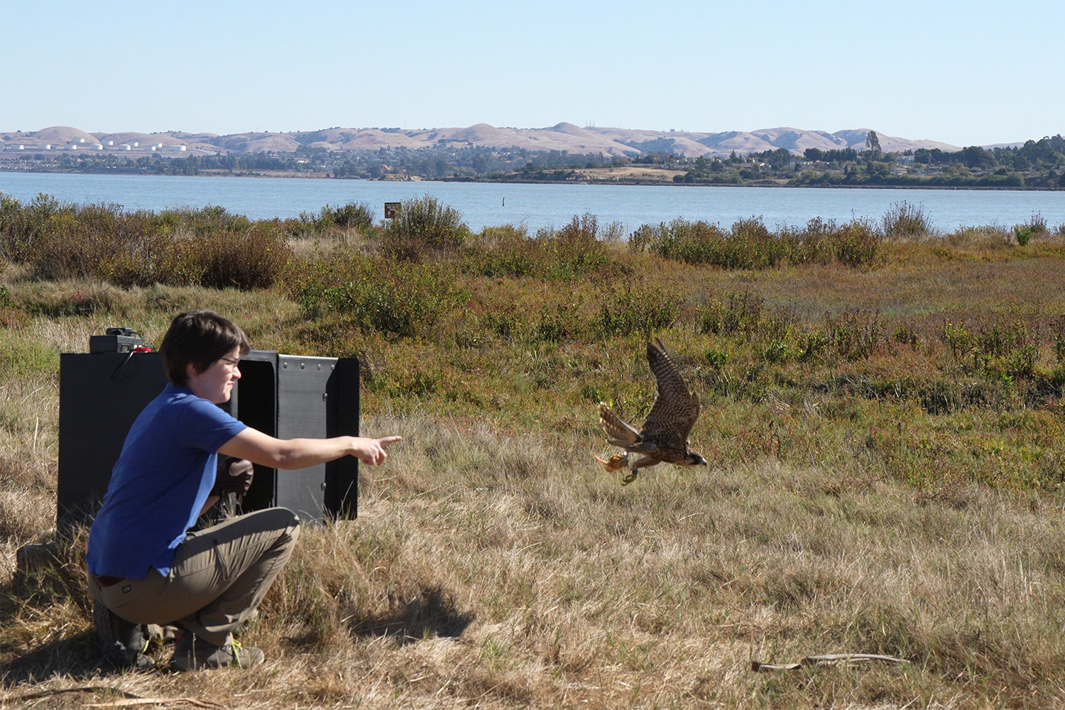 Nox the falcon takes flight out of his release box at an East Bay shoreline park as a member of the UC Davis California Raptor Center staff encourages him as she crouches by the box.