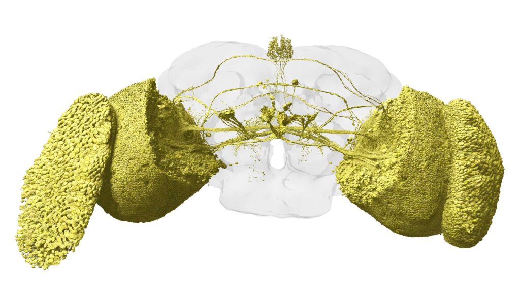 two yellow blobs connected by a yellow filament with a faint outline of the fly brain in background