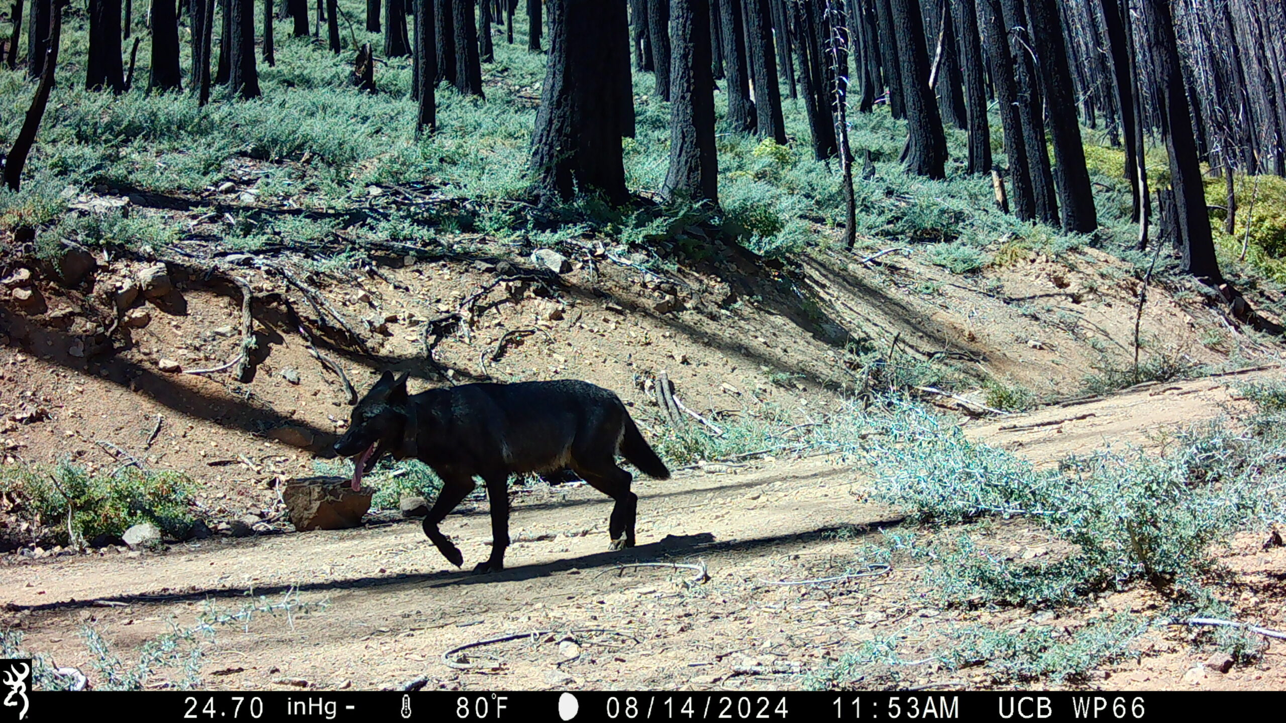 A camera trap photo of a wolf walking along a trail in the woods