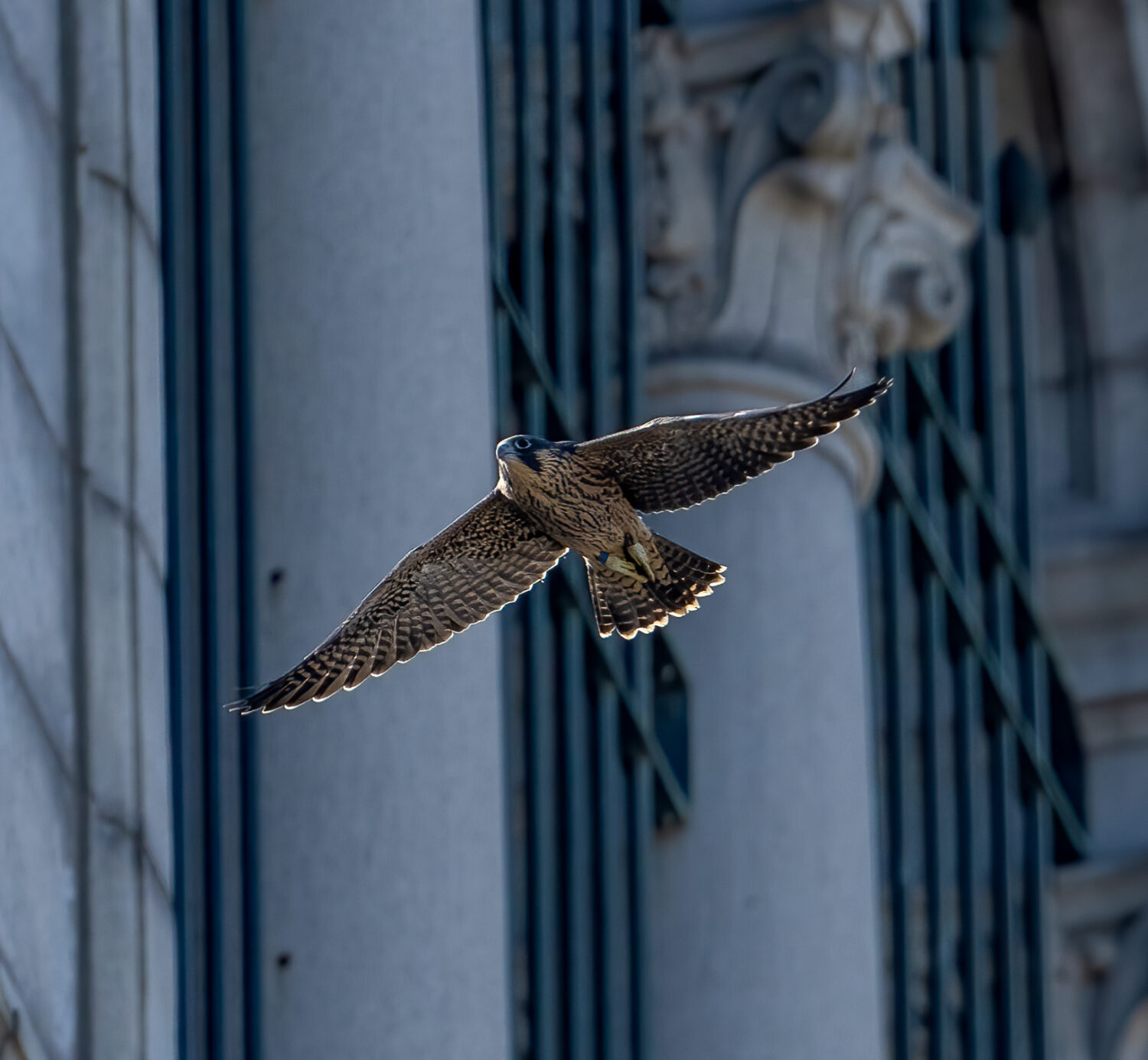 Nox the falcon flies past the Campanile on June 5, 2024.