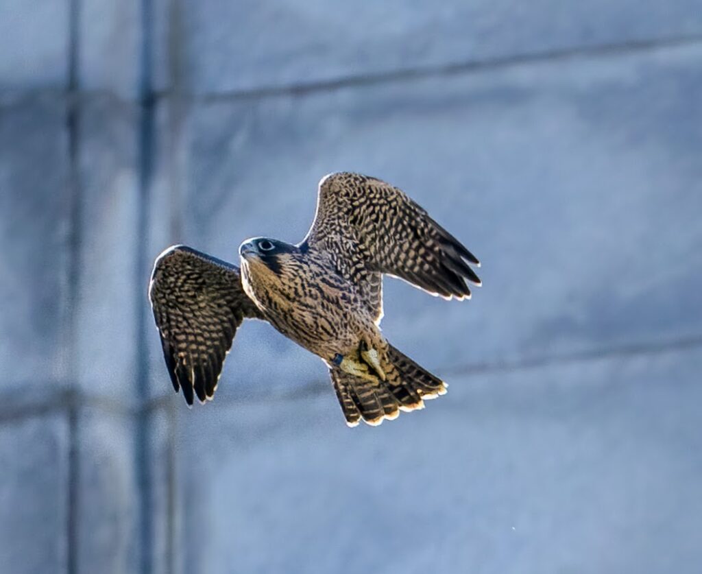 Nox the falcon flies past the Campanile the morning of June 5, 2024. He has very speckled brown and cream feathers and he's looking straight ahead of himself.