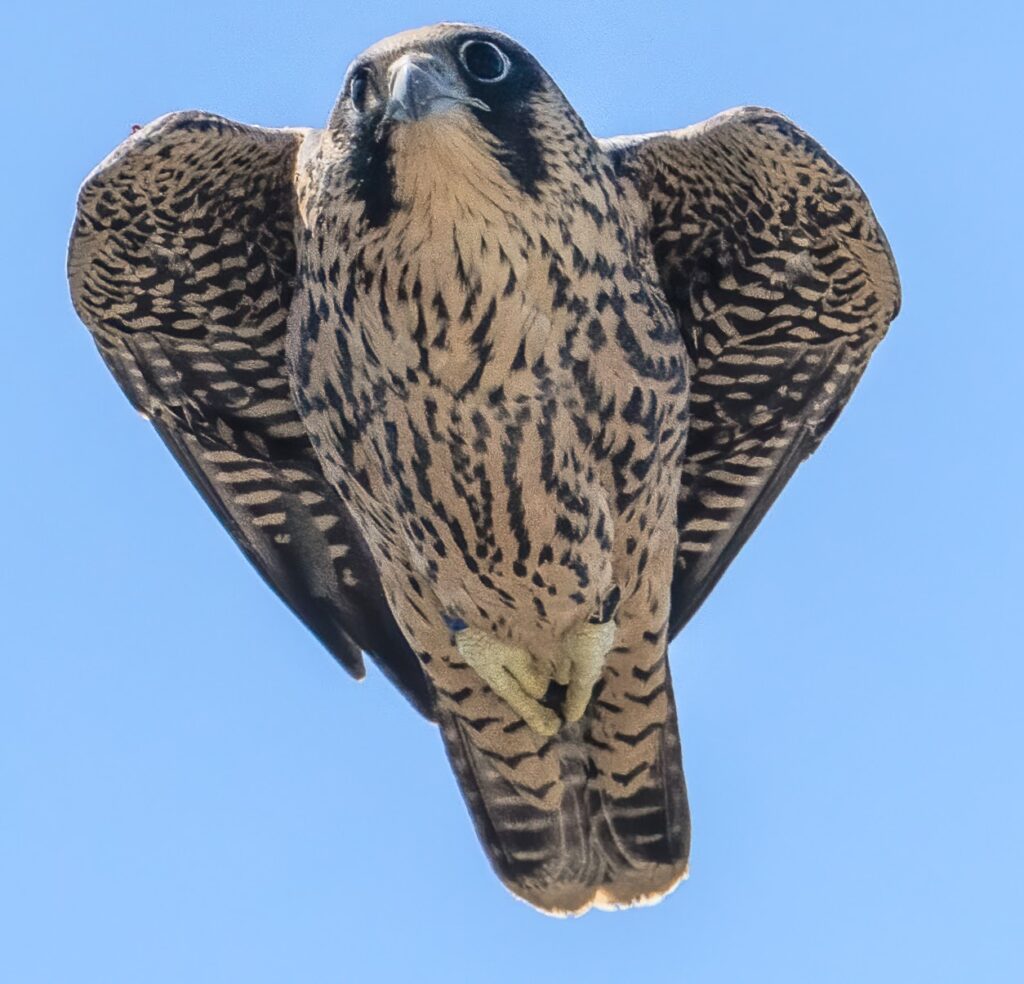 A close-up of Nox the falcon flying about 10 days after his first flight on campus.