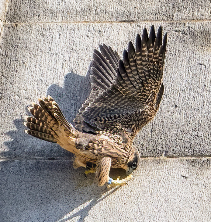 Nox the falcon tries to land vertically last June, on a wall, but fails.