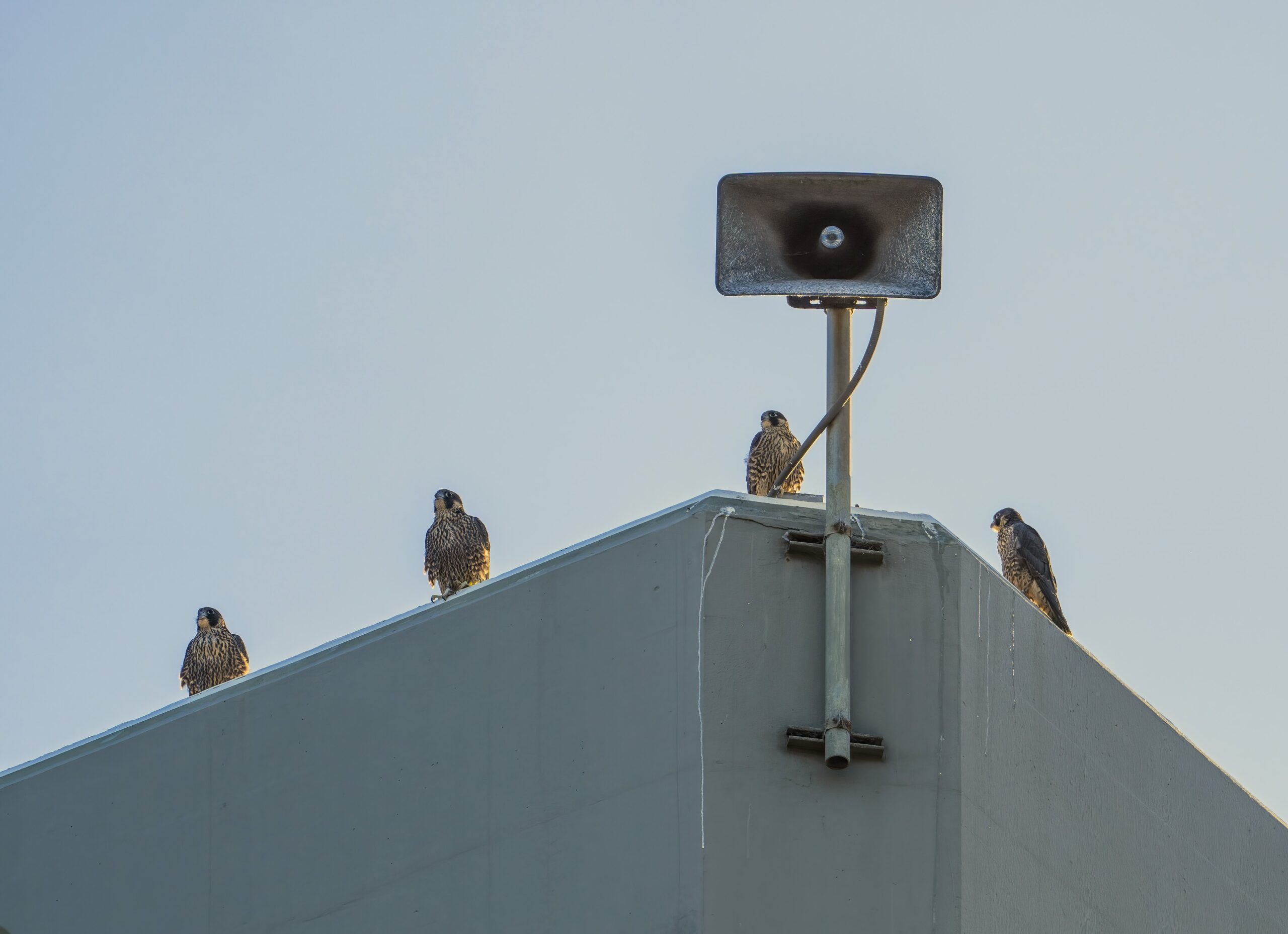 Four young falcons sit on the root of Evans Hall in June. There is a light fixture in front of them. They're all looking out from their perches.