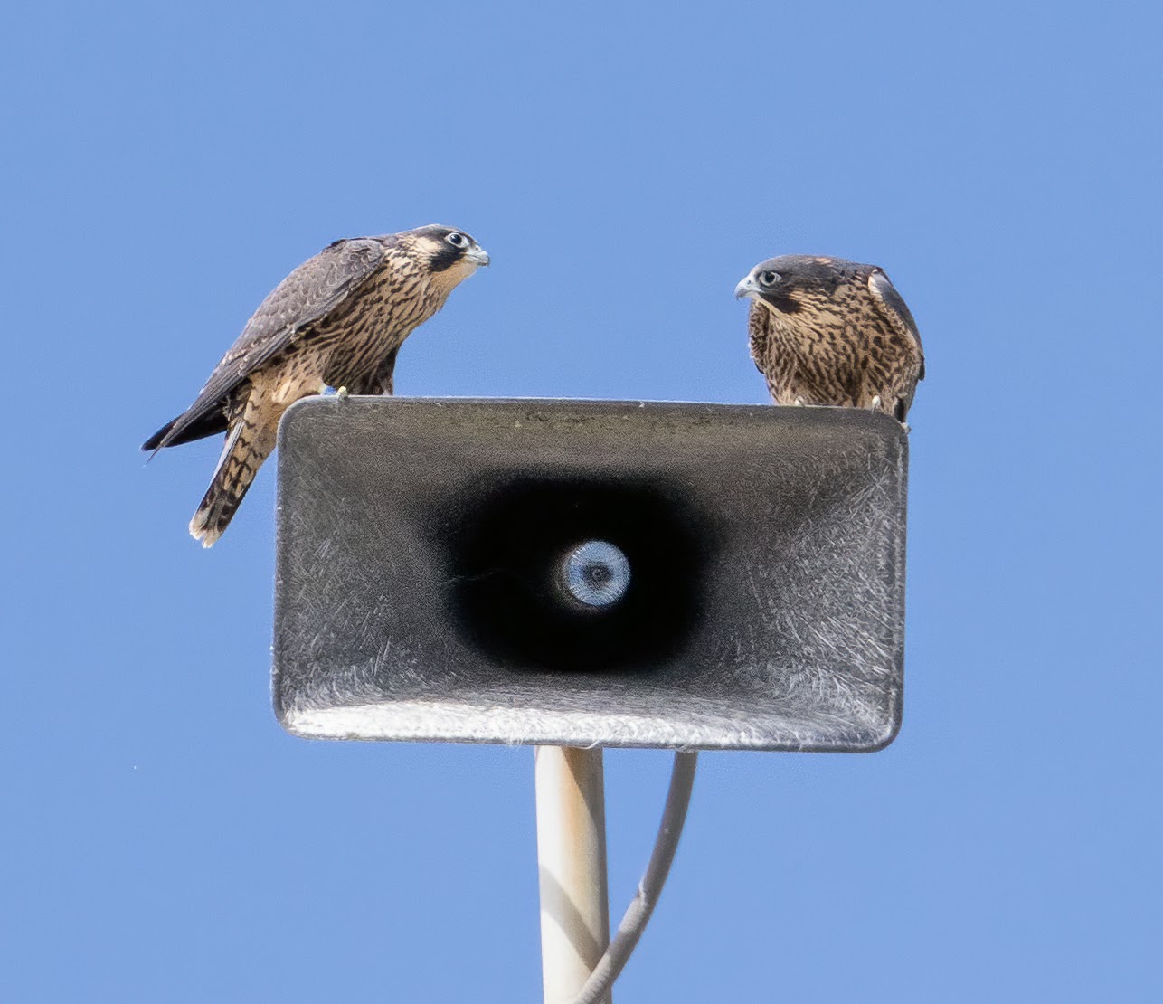 Two young falcons — Nox and Eclipse — sit atop a light fixture in spring 2024.