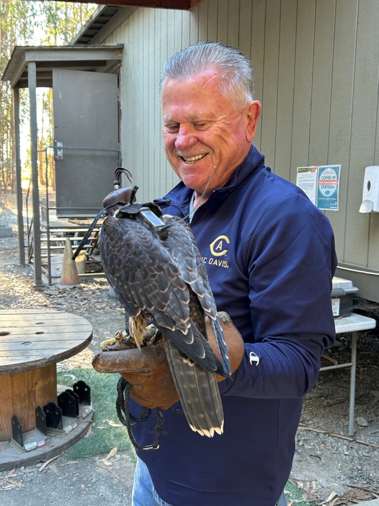 Bill Ferrier, a falconer, smiles at Nox, one of UC Berkeley's falcons, at an East Bay shortline park. He is holding Nox on a leathered glove, and Nox is wearing a hood and a backback containing a GPS transmitter.