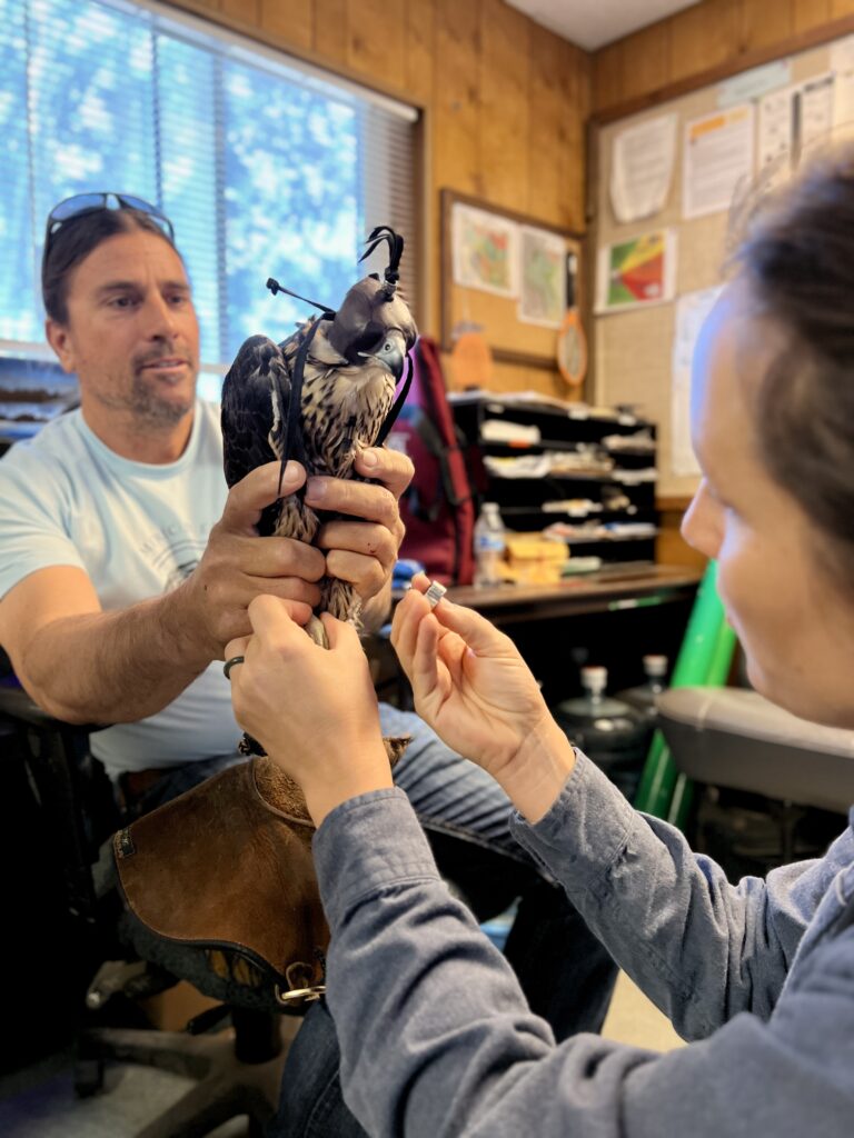 Nox the falcon received ID bands on his legs in an East Bay Regional Parks District trailer before his release. Holding him is a biologist in a T-shirt with sunglasses pushed up ontop of his head and the banding is done by a UC Santa Cruz specialist, who is holding a band in her fingers before placing it on Nox's leg.