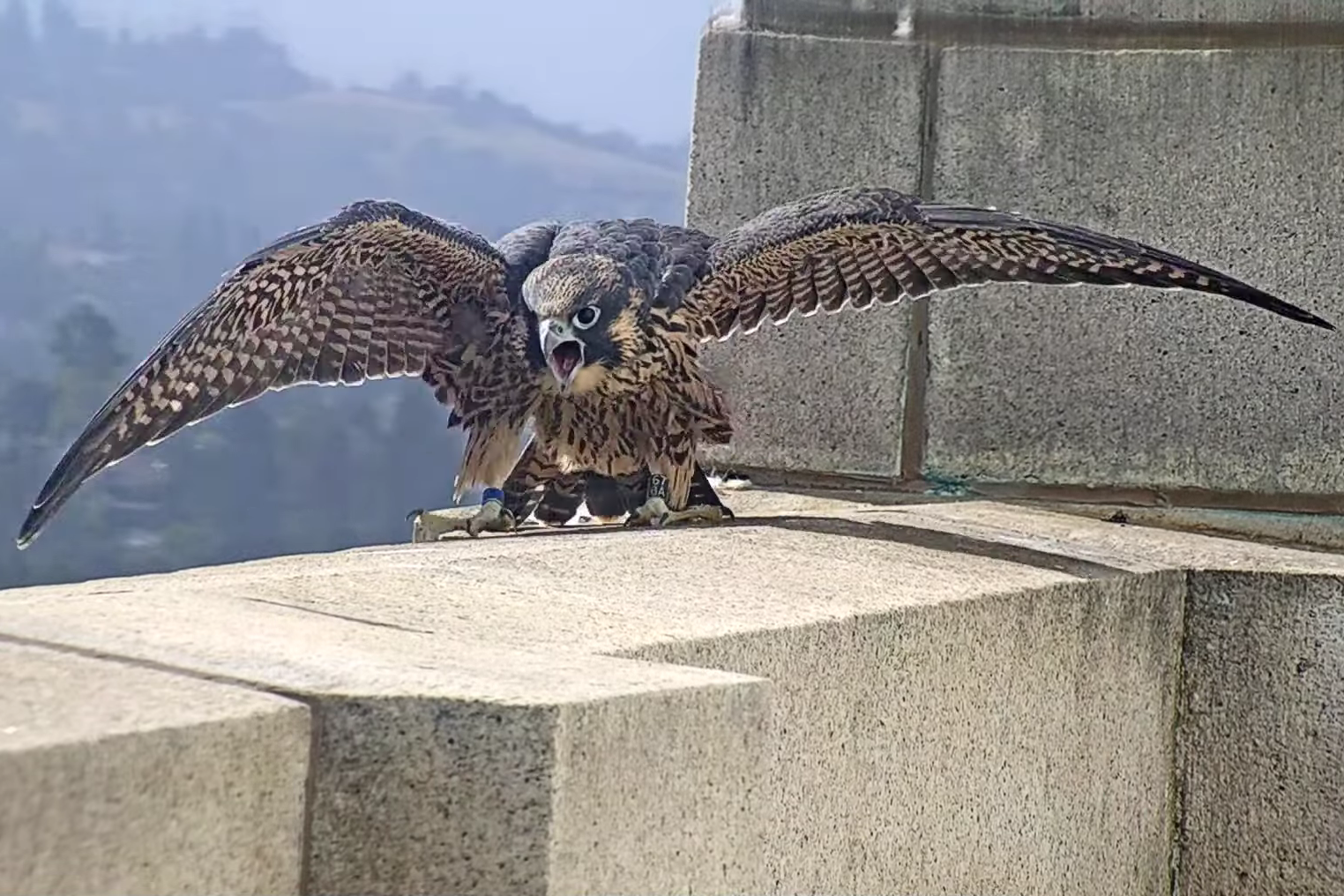 Nox as a young falcon lands on a ledge of the tower with his beak open and wings outstretched. He appears to be vocalizing.