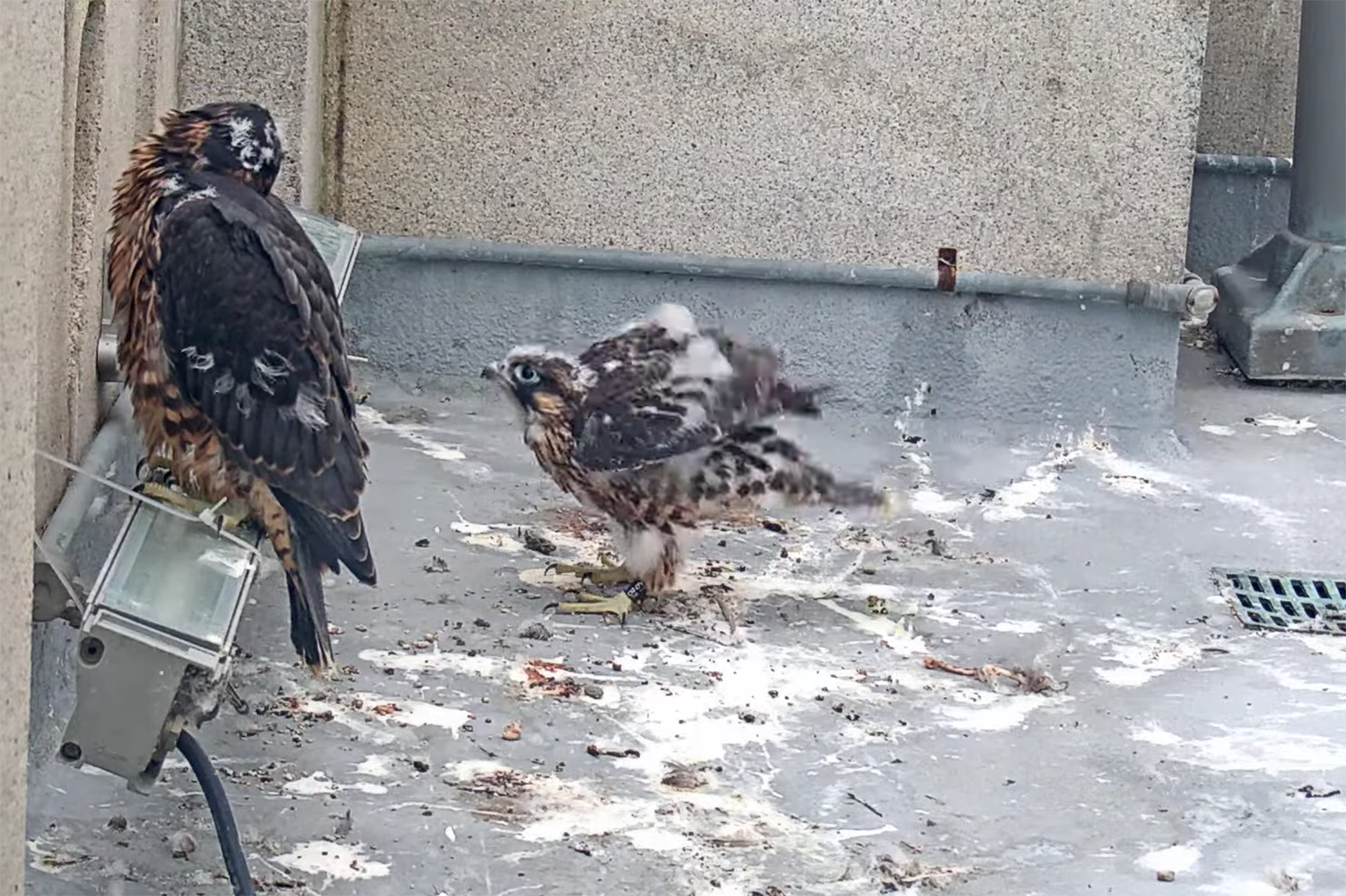 Nox the falcon chick is beginning to get his flight feathers and readies himself in late May to hop onto a light on the deck of the Campanile. He hasn't flown yet.