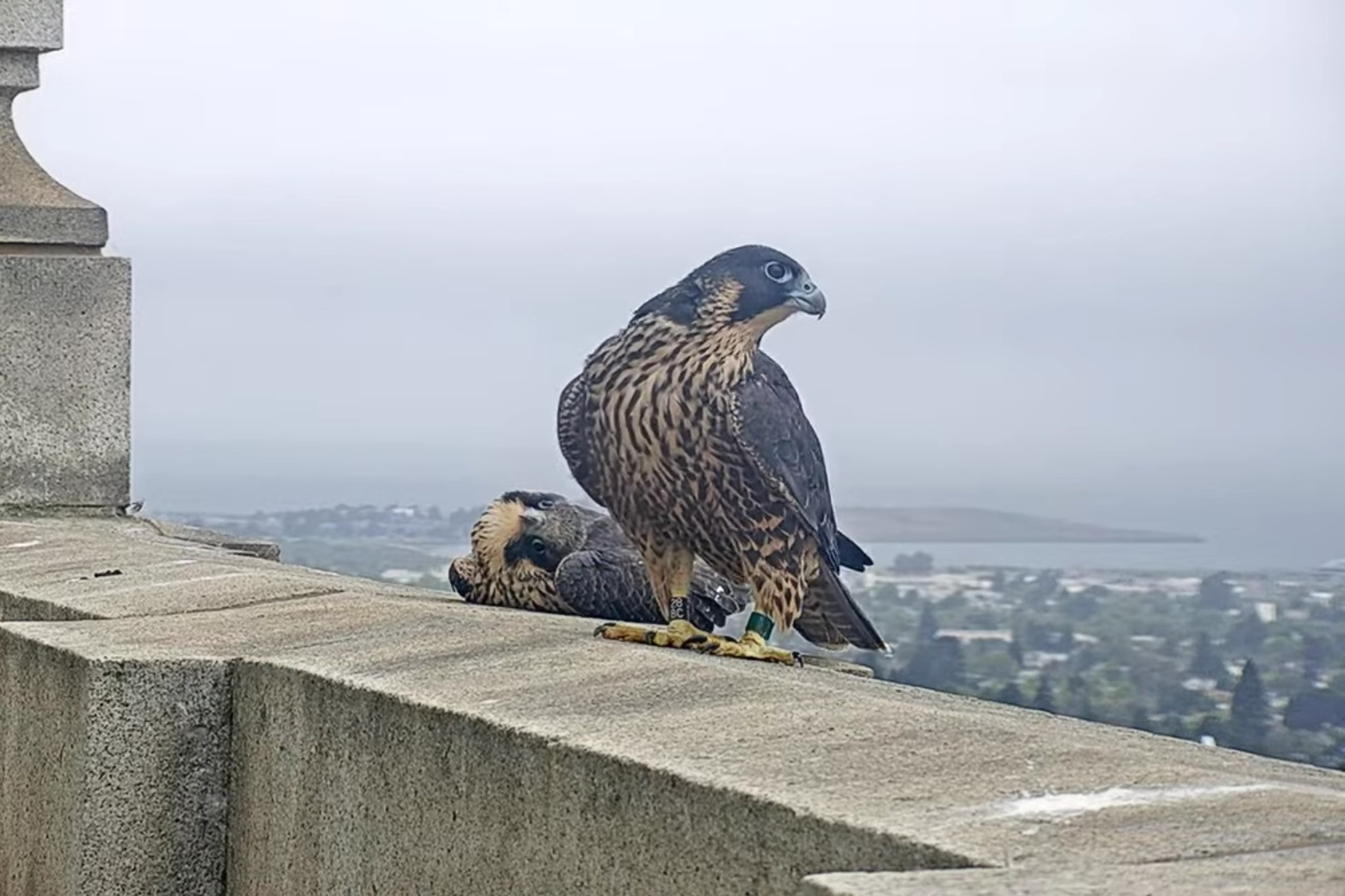 Nox the falcon looks curiously at his sister Aurora as they hang out on a ledge of the Campanile.