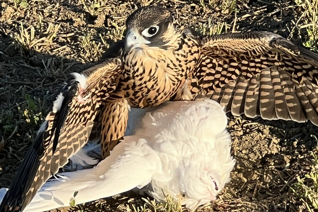 Nox the falcon stands atop a pigeon that he captured for a meal.