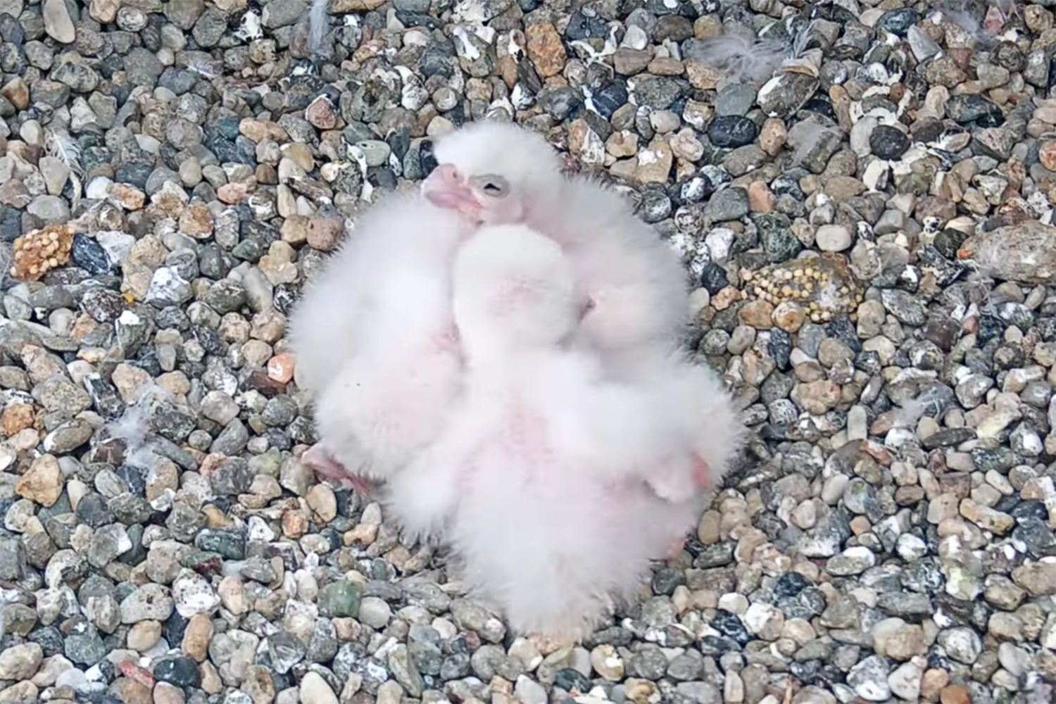 Falcon chicks, fluffy and white, snuggle together in the nest box on the Campanile, which is filled with gravel.