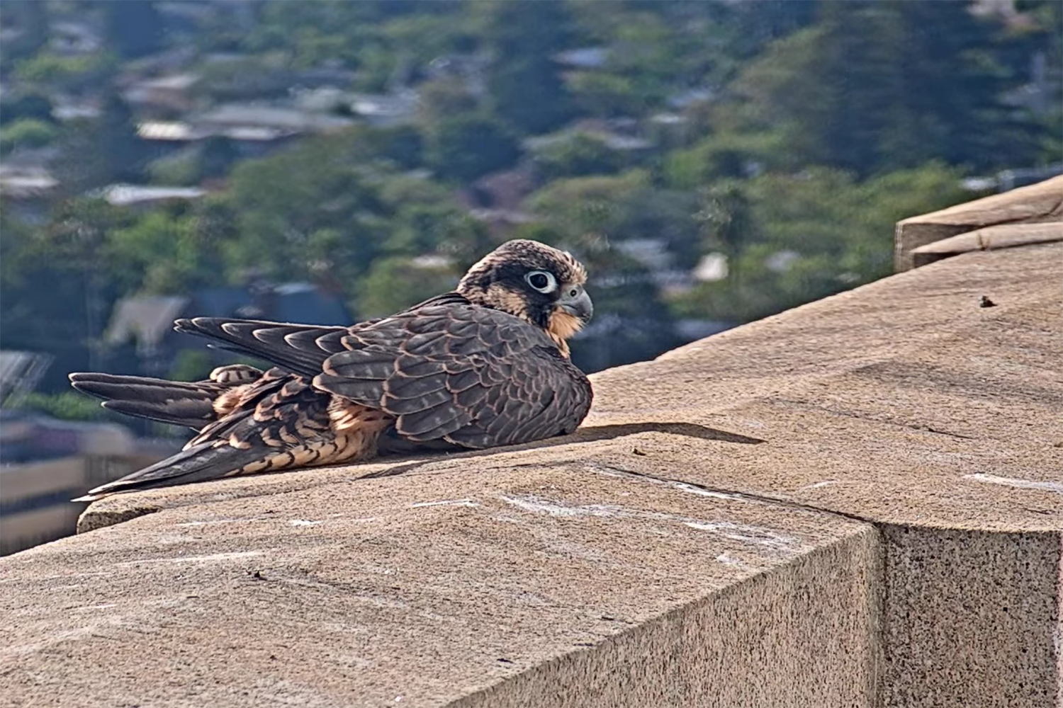 Nox the falcon rests on a ledge of the Campanile.