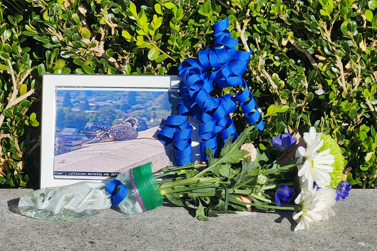 A photo of Nox the falcon, along with flowers and other tributes are being left under the Campanile by his admirers, who learned of the raptor's death today.