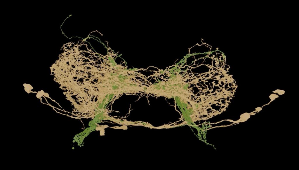 a tangle of light brown and green threads representing neurons