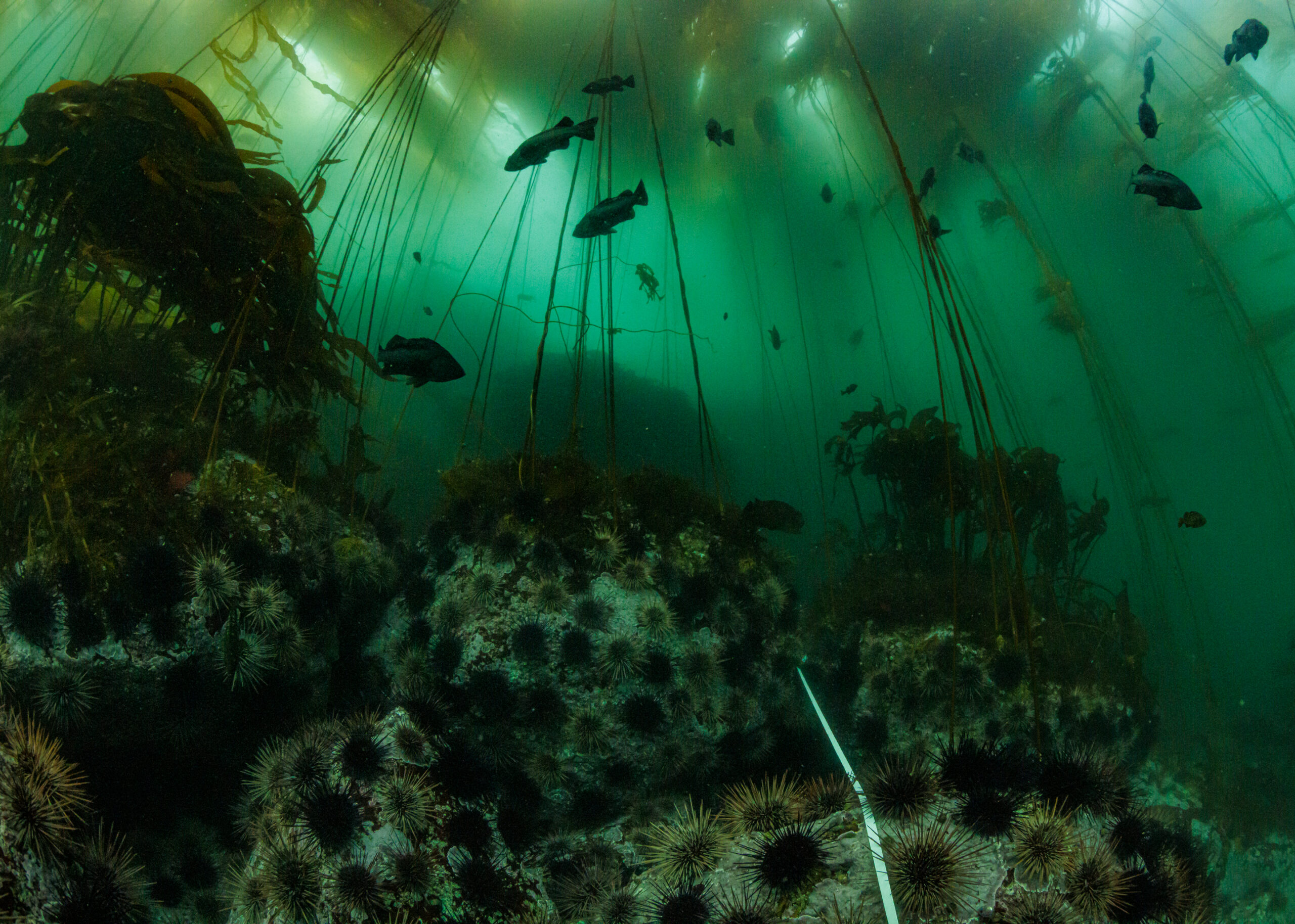 Fish swim among seaweed and anemones