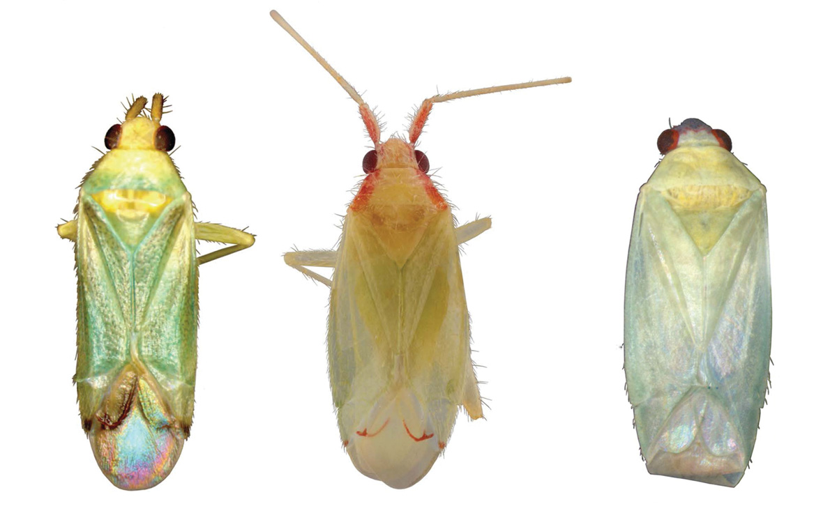 Three macro photos of light-green colored insects against a white background.