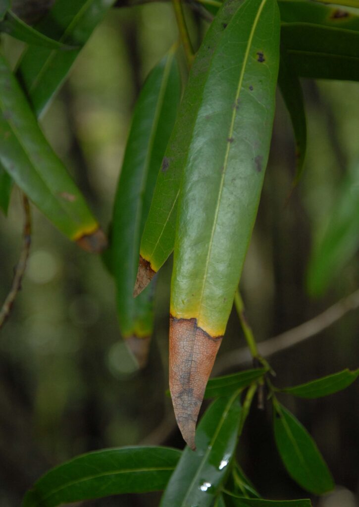 A long, thin, green leaf with a brown tip