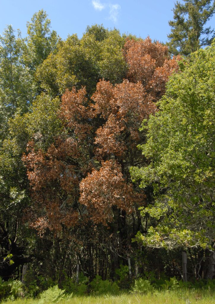 A tree with brown leaves between two trees with green leaves.