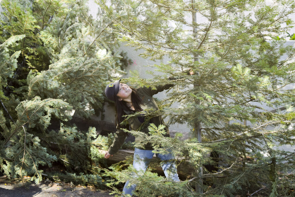 A student prepares sets up cut trees outside Mulford Hall for the annual Cal Forestry Club's annual Christmas tree sale.