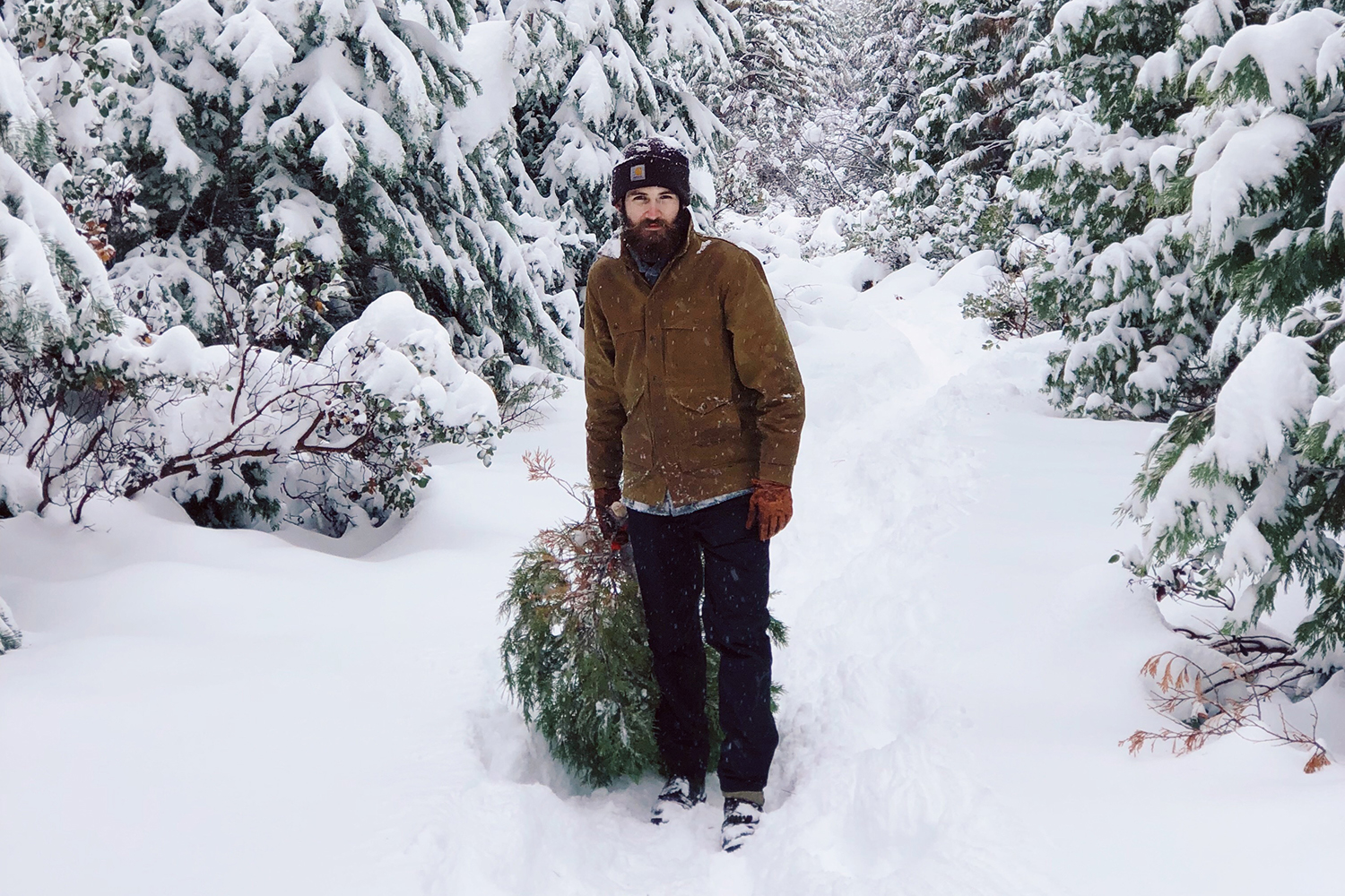 A student walks through snow in a forest in the Sierra dragging a cut Christmas tree that is destined for a truck filled with other cut trees for the Forestry Club's annual Christmas tree sale on campus.