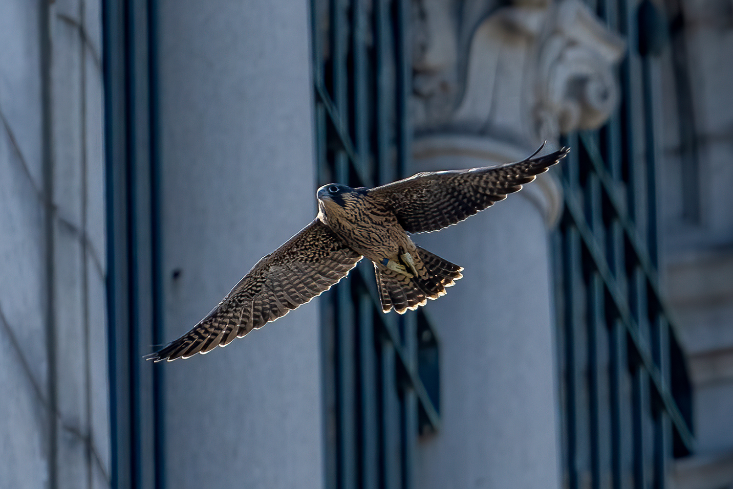 Nox the falcon flies past the Campanile on June 5, 2024.