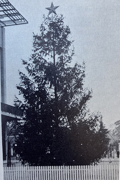 An old photo from 1956 shows a 40-foot Christmas tree set up on Sproul Plaza for the holidays, with a star on top. It was cut down by the Cal Forestry Club.