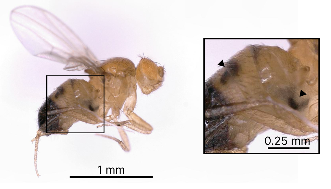 side view of a brown fly, and closeup of abdomen with 2 dark spots